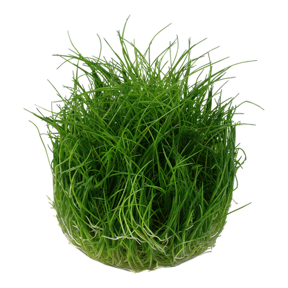 Dennerle Eleocharis pusilla Plant-It