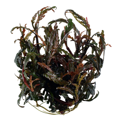 Tropica Hygrophila pinnatifida 1-2-GROW