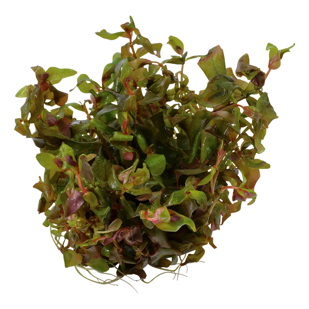 Tropica Rotala macrandra 1-2-GROW