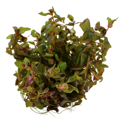 Tropica Rotala macrandra 1-2-GROW