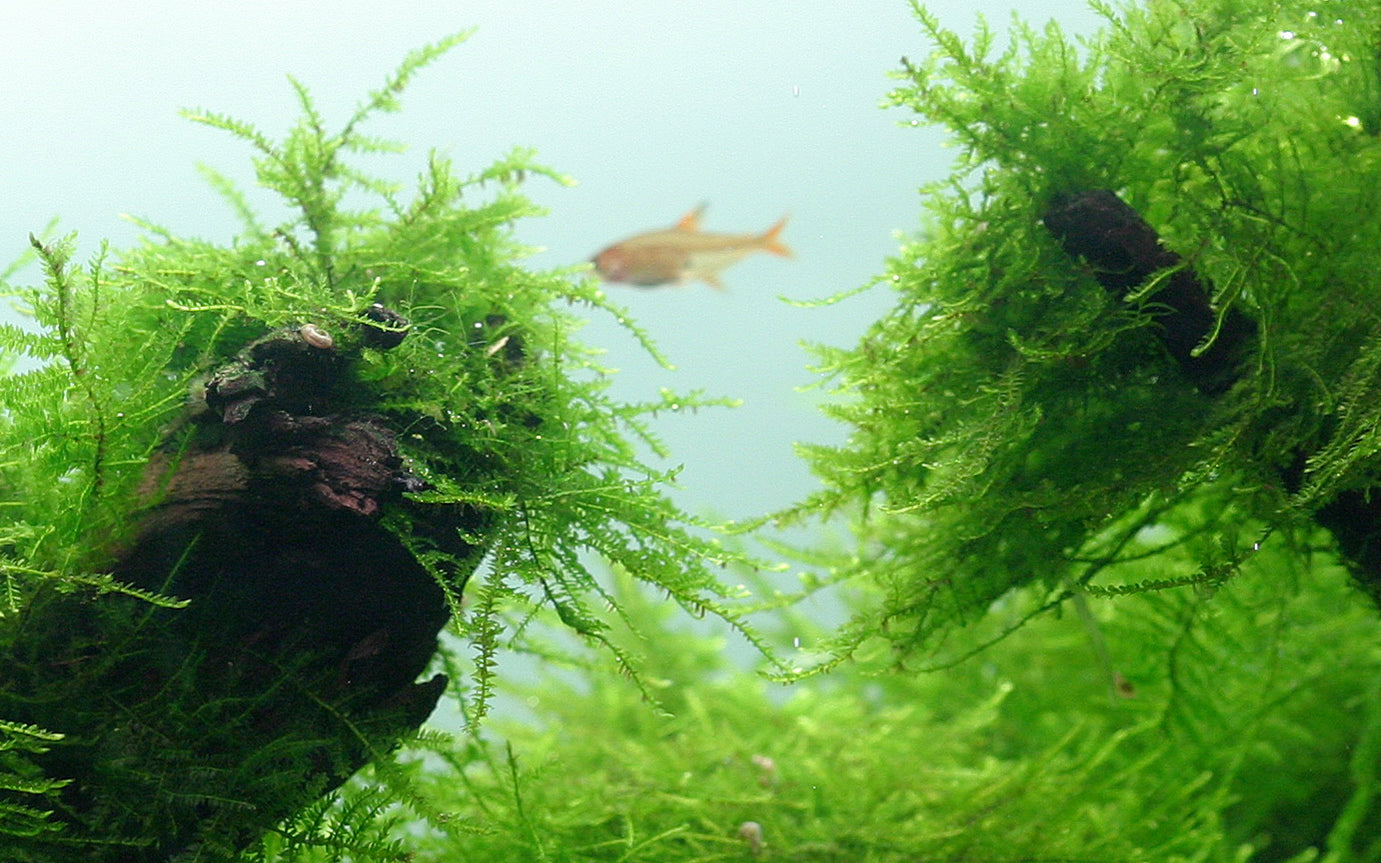 Tropica Taxiphyllum barbieri Java Moss 1-2-GROW
