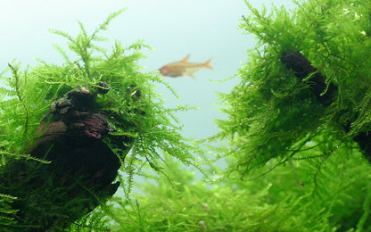 Tropica Taxiphyllum barbieri Java Moss 1-2-GROW
