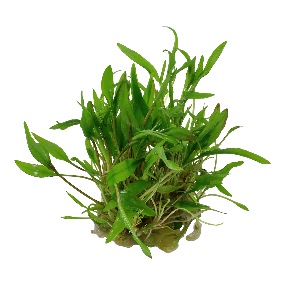 Tropica Cryptocoryne wendtii Green 1-2-GROW