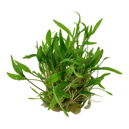 Tropica Cryptocoryne wendtii Green 1-2-GROW