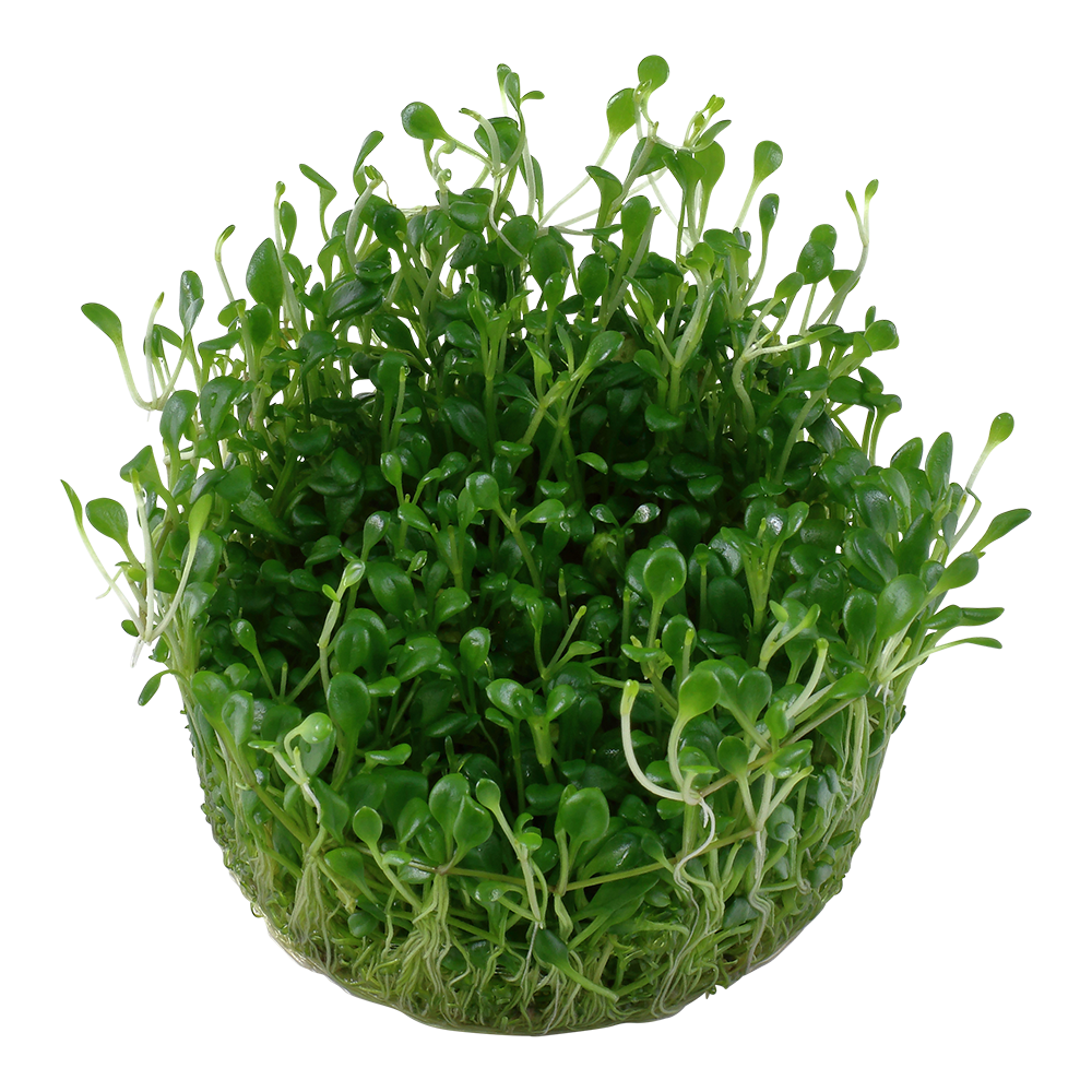 Tropica Glossostigma elatinoides 1-2-GROW