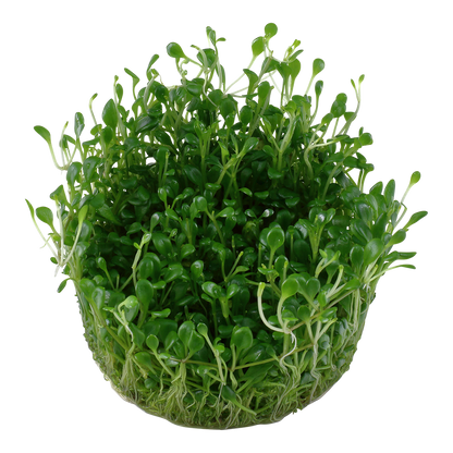 Tropica Glossostigma elatinoides 1-2-GROW