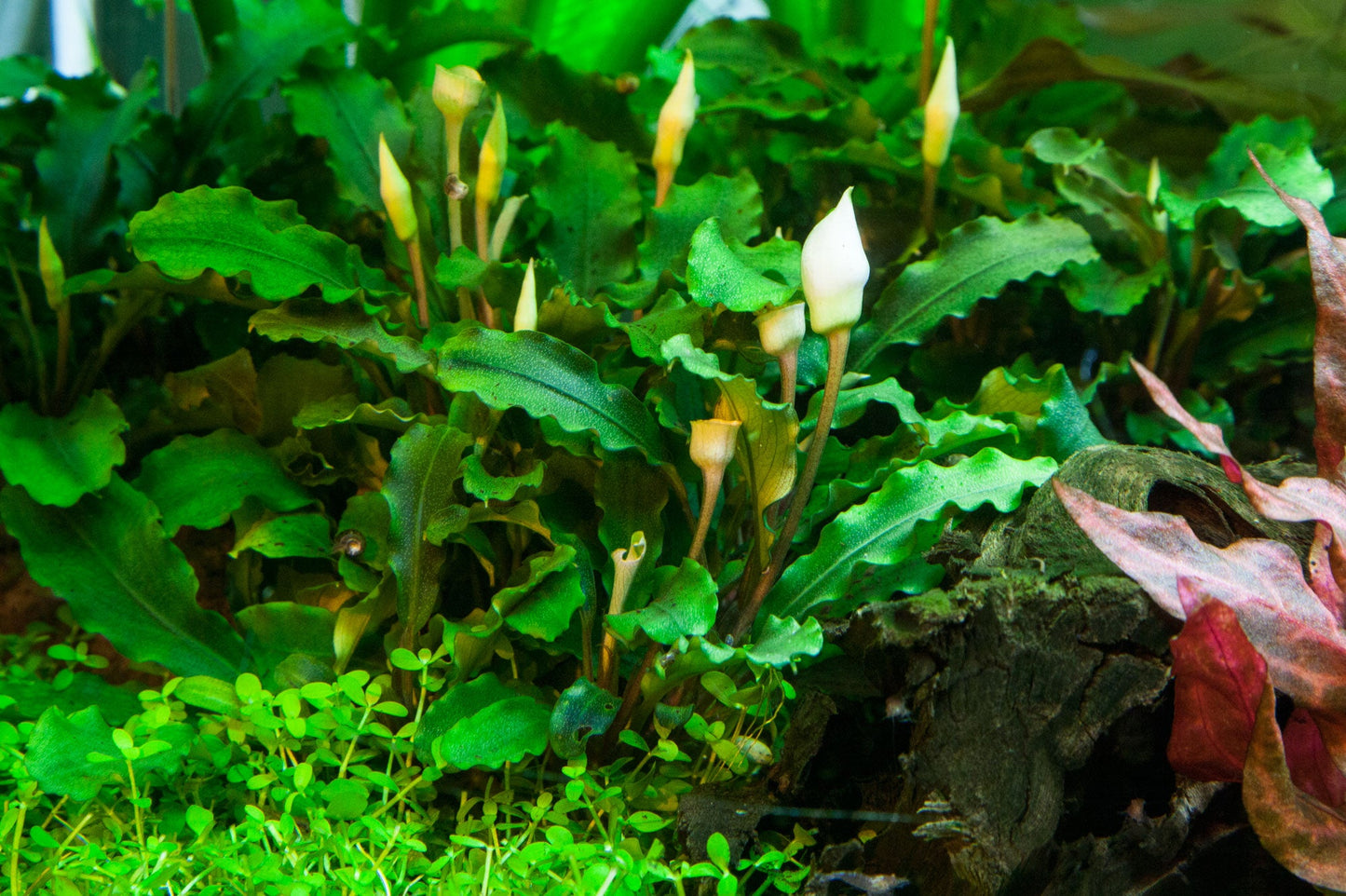Tropica Bucephalandra pygmea Bukit Kalem 1-2-GROW