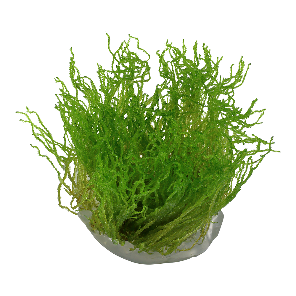 Tropica Taxiphyllum Flame Moss 1-2-GROW