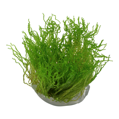 Tropica Taxiphyllum Flame Moss 1-2-GROW