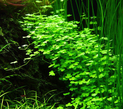 Tropica Hydrocotyle tripartita (Japan) 1-2-GROW