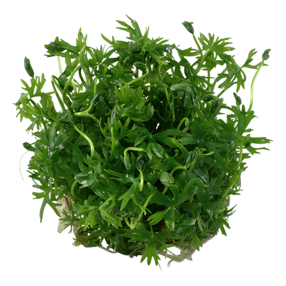 Dennerle Ranunculus inundatus Plant-It