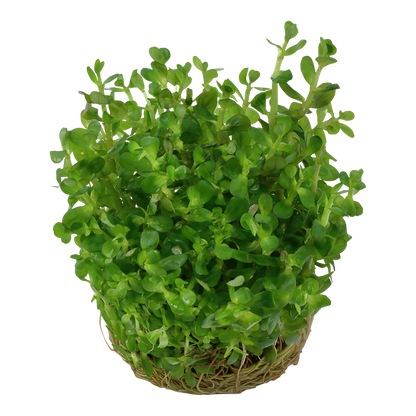 Dennerle Rotala indica Plant-It