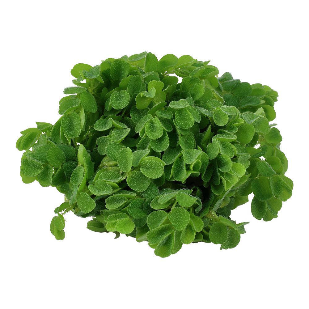 Dennerle Salvinia auriculata Plant-It