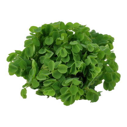 Dennerle Salvinia auriculata Plant-It