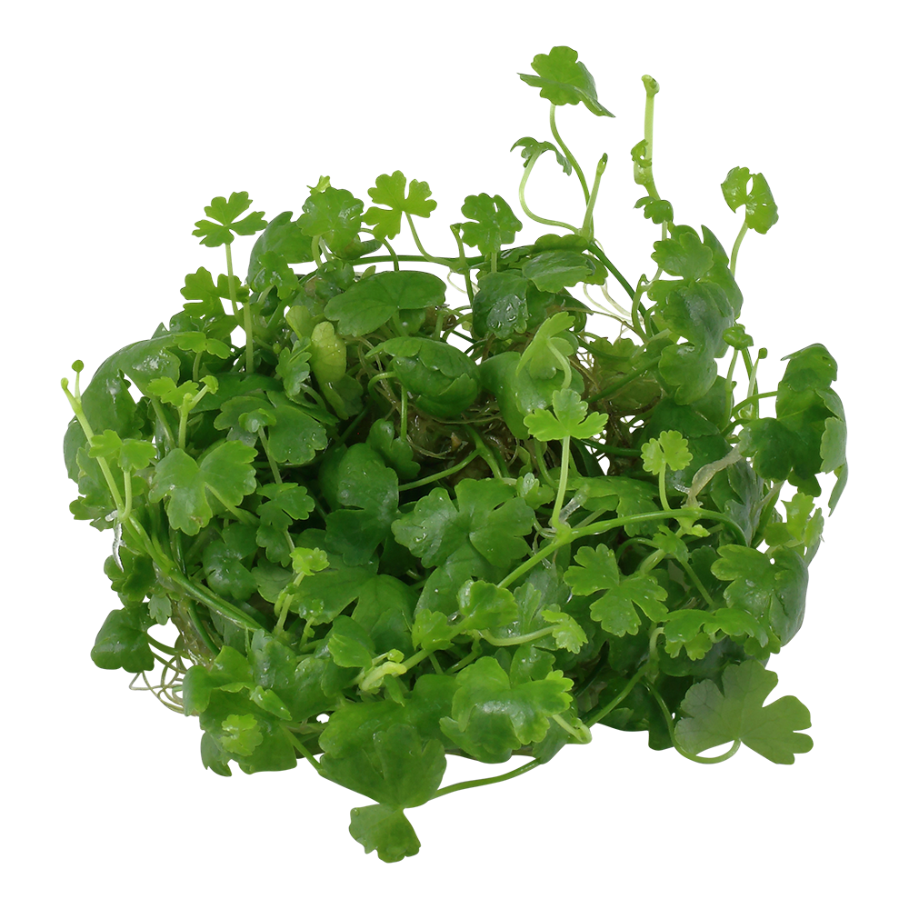 Tropica Hydrocotyle tripartita (Japan) 1-2-GROW