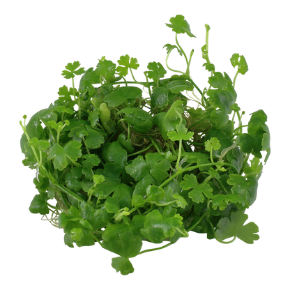 Tropica Hydrocotyle tripartita (Japan) 1-2-GROW
