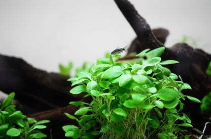 Tropica Lobelia cardinalis Mini 1-2-GROW