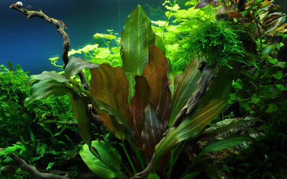 Tropica Echinodorus Reni 1-2-GROW