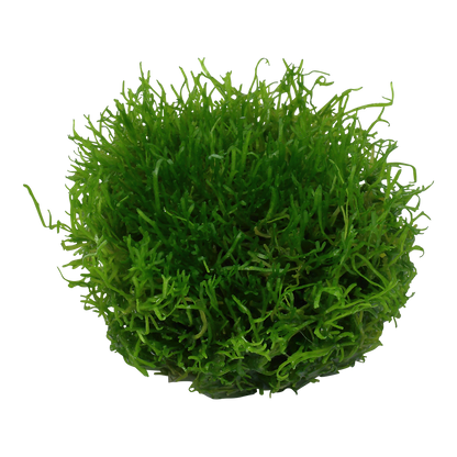 Tropica Riccia fluitans 1-2-GROW