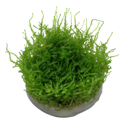 Dennerle Vesicularia montagnei Christmas Moss Plant-It