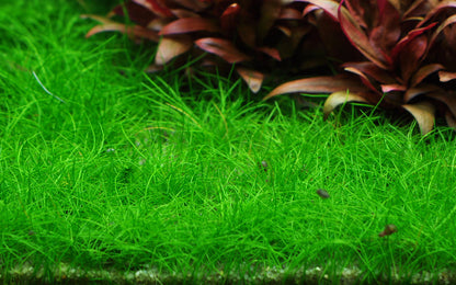 Dennerle Eleocharis pusilla Plant-It