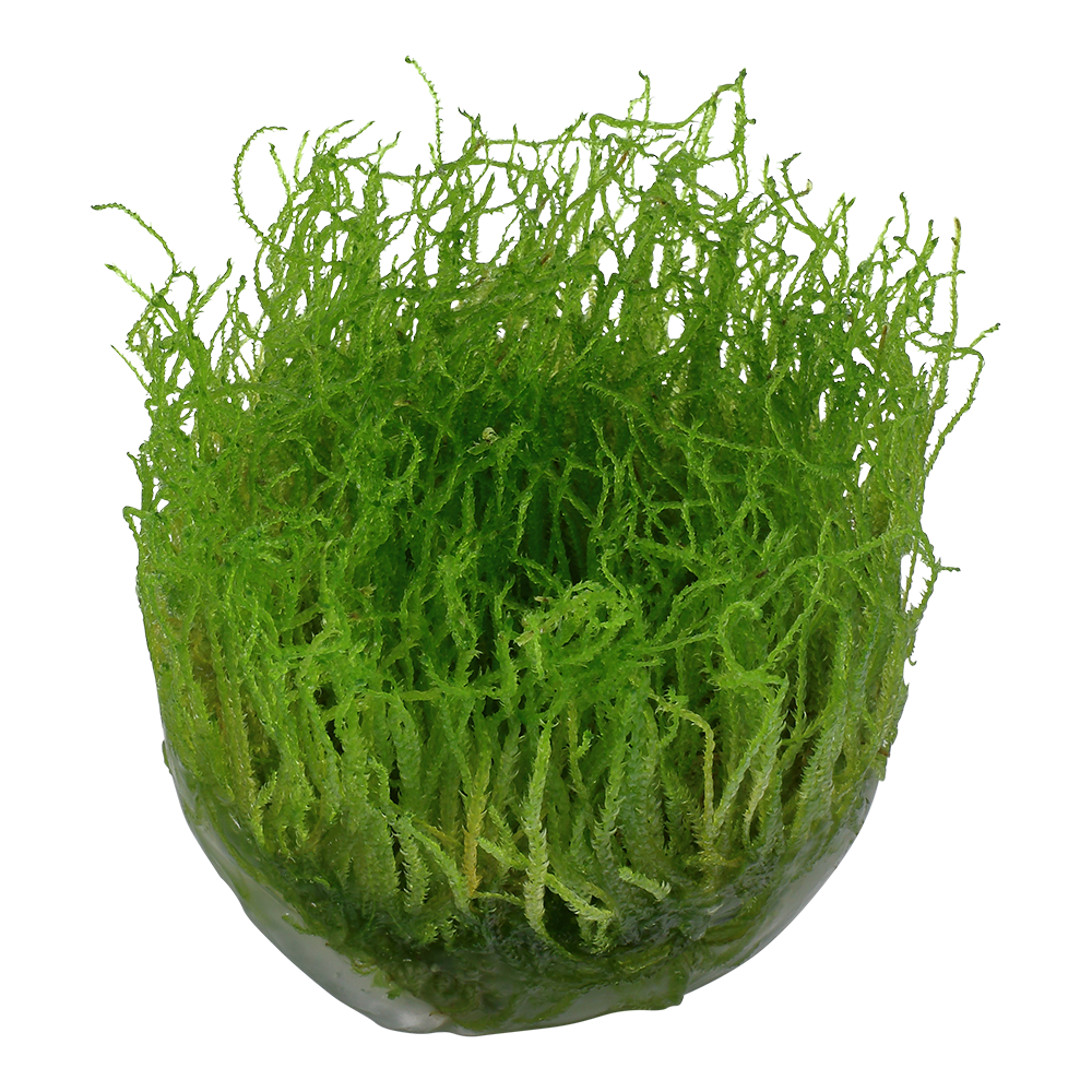 Tropica Taxiphyllum barbieri Java Moss 1-2-GROW
