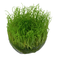 Aquadip Vesicularia dubyana Java Moss In-Vitro