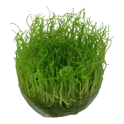 Tropica Taxiphyllum barbieri Java Moss 1-2-GROW