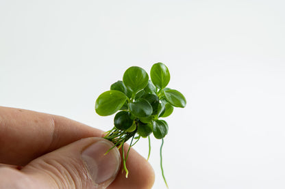 Tropica Anubias 'Mini Coin' 1-2-GROW
