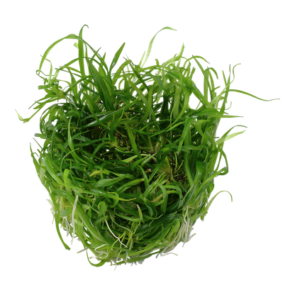 Tropica Helanthium tenellum Green 1-2-GROW