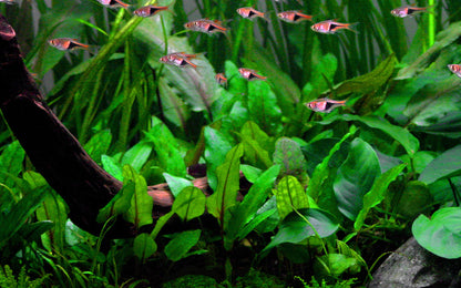 Dennerle Cryptocoryne wendtii Broad Leaf Plant-It