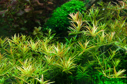 Aquafleur Rotala rotundifolia H'ra Easy Grow