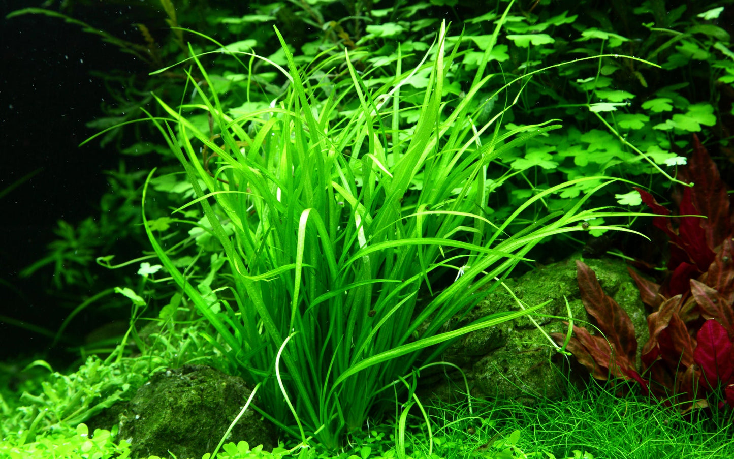 Tropica Helanthium tenellum Green 1-2-GROW