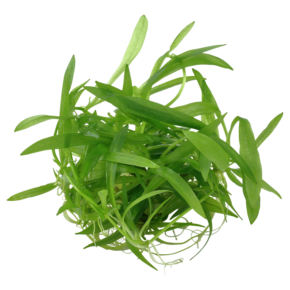 Tropica Helanthium Quadricostatus 1-2-GROW