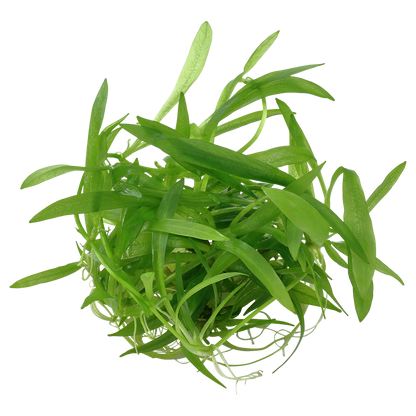 Tropica Helanthium Quadricostatus 1-2-GROW