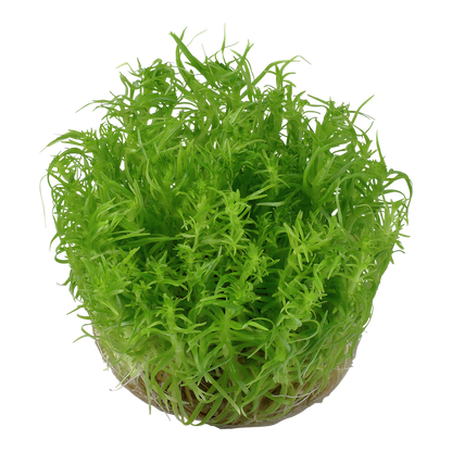 Tropica Pogostemon deccanensis (erectus) 1-2-GROW