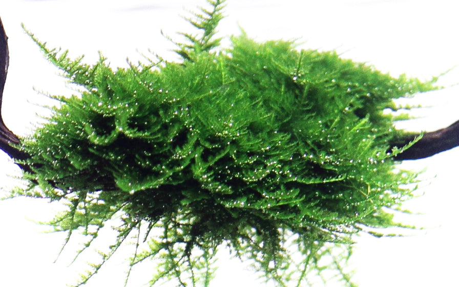 Dennerle Vesicularia montagnei Christmas Moss Plant-It