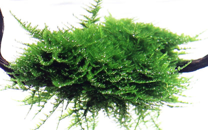 Dennerle Vesicularia montagnei Christmas Moss Plant-It