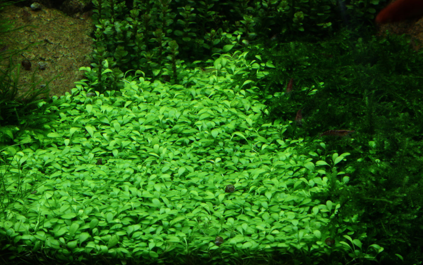 Tropica Glossostigma elatinoides 1-2-GROW