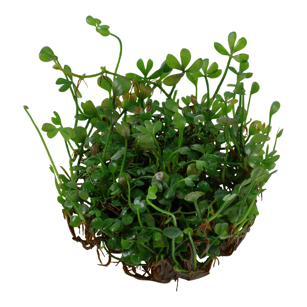 Tropica Marsilea minuta (crenata) 1-2-GROW
