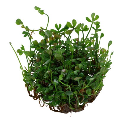 Tropica Marsilea minuta (crenata) 1-2-GROW
