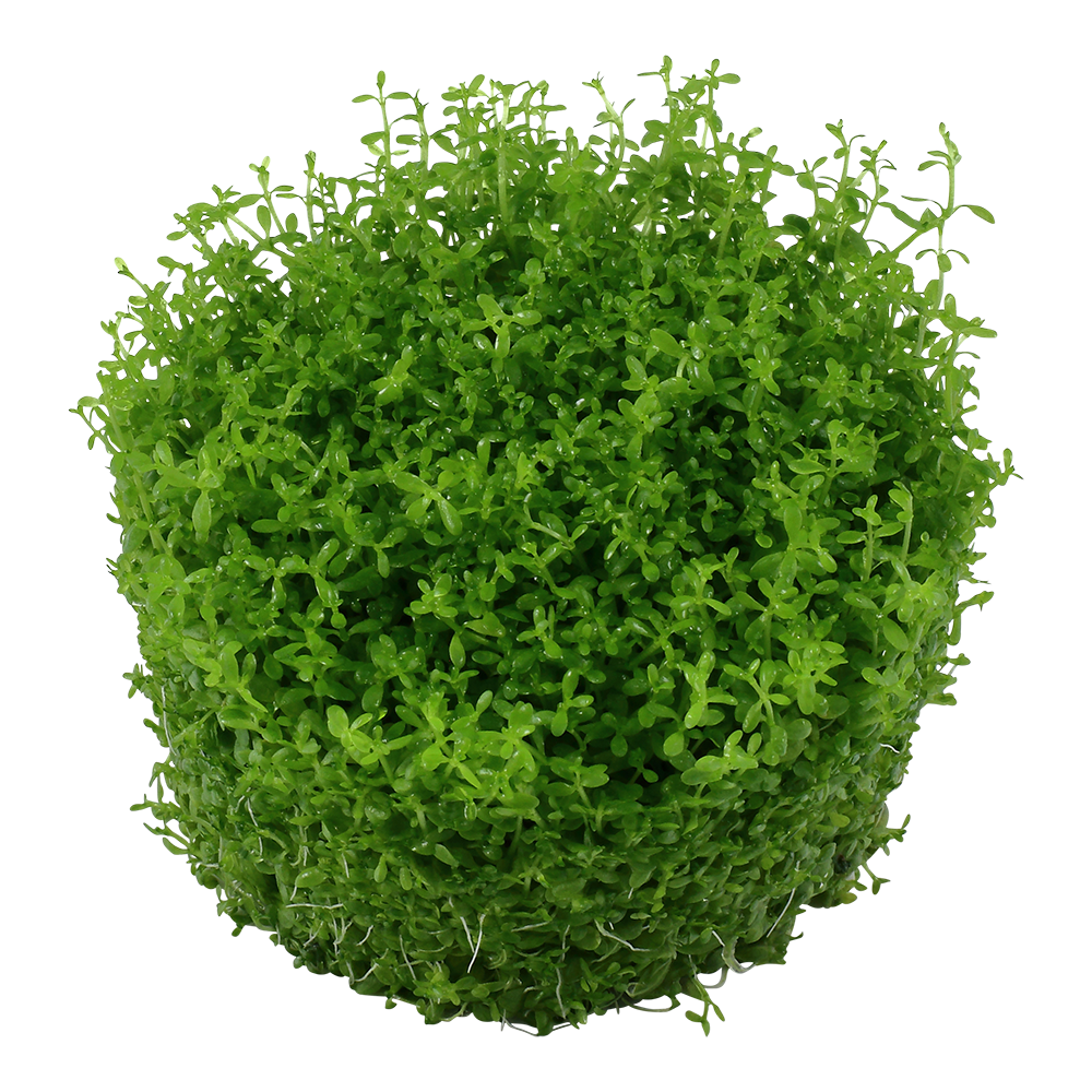 Tropica Hemianthus callitrichoides Cuba 1-2-GROW