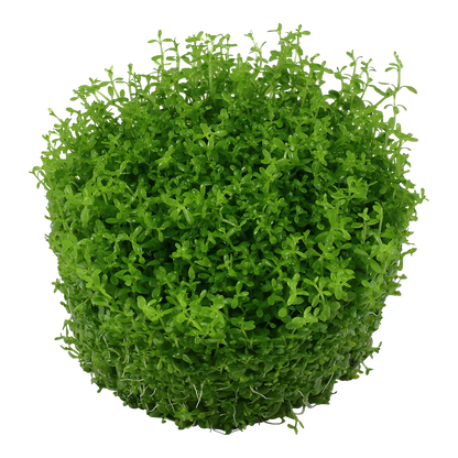 Tropica Hemianthus callitrichoides Cuba 1-2-GROW