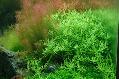 Tropica Rotala rotundifolia Green 1-2-GROW