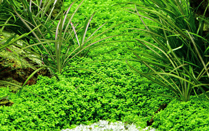 Tropica Hemianthus callitrichoides Cuba 1-2-GROW