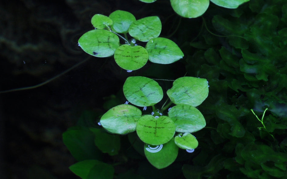 Tropica Limnobium laevigatum (Amazon Frogbit) 1-2-GROW
