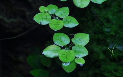 Tropica Limnobium laevigatum (Amazon Frogbit) 1-2-GROW