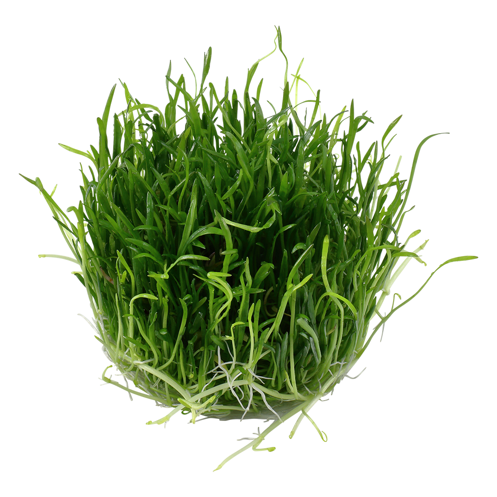 Tropica Lilaeopsis brasiliensis 1-2-GROW