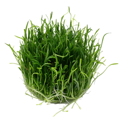 Tropica Lilaeopsis brasiliensis 1-2-GROW