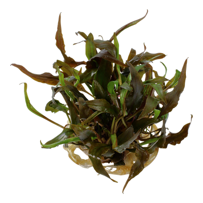 Tropica Cryptocoryne undulatus Red 1-2-GROW